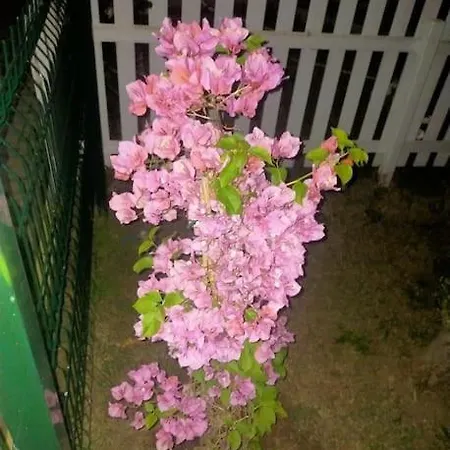 Belinay